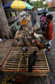 Pedagang Ayam Kampung Musiman Jelang Idul Fitri