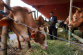 pedagang-hewan-kurban-bermunculan-di-kabupaten-bandung-barat_20240615_225044.jpg