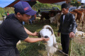 Pedagang Hewan Kurban Bermunculan di Kabupaten Bandung Barat
