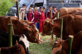pedagang-hewan-kurban-bermunculan-di-kabupaten-bandung-barat_20240615_225323.jpg