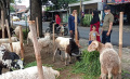 Pedagang Hewan Kurban di Pasar Kambing Galeong Kota Tangerang