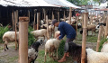 Pedagang Hewan Kurban di Pasar Kambing Galeong Kota Tangerang