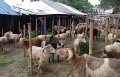 Pedagang Hewan Kurban di Pasar Kambing Galeong Kota Tangerang