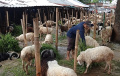 Pedagang Hewan Kurban di Pasar Kambing Galeong Kota Tangerang