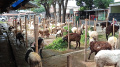 pedagang-hewan-kurban-di-pasar-kambing-galeong-kota-tangerang_20220530_165718.jpg