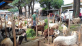 Pedagang Hewan Kurban di Pasar Kambing Galeong Kota Tangerang