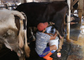 Pekerja Pemerah Susu Sapi 