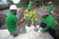 Pelabuhan KCN Marunda Tanam Bibit Mangrove