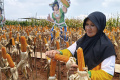 peluncuran-jagung-bioteknologi-dengan-keunggulan-ganda_20240227_224623.jpg