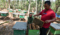 Pemberdayaan UMKM Jamkrindo Budi Daya Lebah Madu
