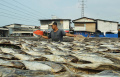 pembuatan-ikan-asin-kembali-normal-usai-libur-lebaran_20240418_202551.jpg