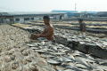 Pembuatan Ikan Asin Kembali Normal usai Libur Lebaran