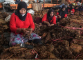 pemerintah-rencana-kenaikan-tarif-cukai-hasil-tembakau_20231227_184845.jpg