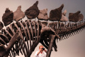 penampakan-fosil-stegosaurus-berusia-150-juta-tahun_20240712_144505.jpg