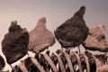 penampakan-fosil-stegosaurus-berusia-150-juta-tahun_20240712_145735.jpg