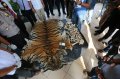 Penangkapan Perdagangan Kulit Harimau Sumatera