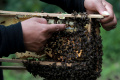 Penangkaran Lebah Madu Takoma di Simalungun