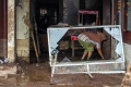 pencarian-korban-banjir-bandang-di-sumatera-barat_20240514_175653.jpg