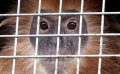 Pengiriman Lutung Jawa dari Bandung ke Malang