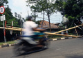 Penjual Batang Pohon Pinang Jelang HUT Kemerdekaan RI Ke-77
