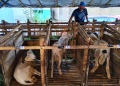 Penjual Domba Kurban di Kota Bandung