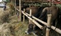 Penjual Hewan Kurban Sapi Bandung