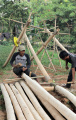 Penjual Pohon Pinang Mulai Ramai Jelang Hari Kemerdekaan RI