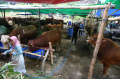 penjualan-ternak-kurban-sistem-paket_20240603_204429.jpg