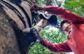 Penyadap Nira Aren di Hutan Kota Mata Air Cikendi Kota Bandung