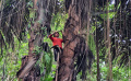 Penyadap Nira Aren di Hutan Kota Mata Air Cikendi Kota Bandung