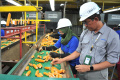 penyediaan-benih-jagung-unggul_20231207_201501.jpg