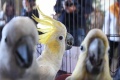 Penyelundupan 74 Ekor Burung Dilindungi Berhasil Digagalkan