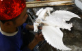 perajin-patung-burung-garuda-kebanjiran-order_20220812_173357.jpg