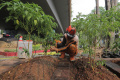 Perawatan Tanaman Cabai di Bawah Flyover Kampung Melayu