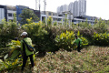 perawatan-tanaman-untuk-penuhi-ruang-terbuka-hijau_20220404_220048.jpg