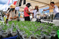 Perayaan Legalisasi Ganja di Thailand