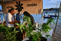 Perayaan Legalisasi Ganja di Thailand