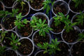 Perayaan Legalisasi Ganja di Thailand