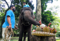 peringati-hari-gajah-sedunia-2022-bonbin-bandung-zoo-beri-gajah_20220812_152846.jpg