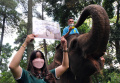 Peringati Hari Gajah Sedunia 2022, Bonbin Bandung Zoo Beri Gajah Tumpeng Buah-Buahan