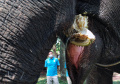 Peringati Hari Gajah Sedunia 2022, Bonbin Bandung Zoo Beri Gajah Tumpeng Buah-Buahan