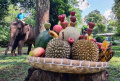 Peringati Hari Gajah Sedunia 2022, Bonbin Bandung Zoo Beri Gajah Tumpeng Buah-Buahan