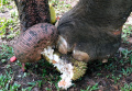Peringati Hari Gajah Sedunia 2022, Bonbin Bandung Zoo Beri Gajah Tumpeng Buah-Buahan