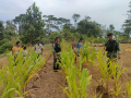 personel-satgas-yonif-126kc-bantu-berkebun_20220719_161751.jpg