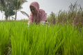 pertamina-bantu-gerakan-mandiri-pangan-petani-di-kab-banyuasin_20231018_151233.jpg