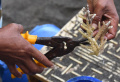 pertamina-tanam-ratusan-terumbu-karang-di-bangsring-underwater_20231015_193232.jpg