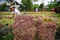 Petani Bawang Melakukan Panen di Aceh Besar