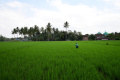 petani-kabupaten-malang-lakukan-perawatan-tanaman-padi_20220721_155415.jpg
