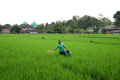Petani Kabupaten Malang Lakukan Perawatan Tanaman Padi