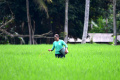 Petani Kabupaten Malang Lakukan Perawatan Tanaman Padi
